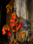 barnleaves.png